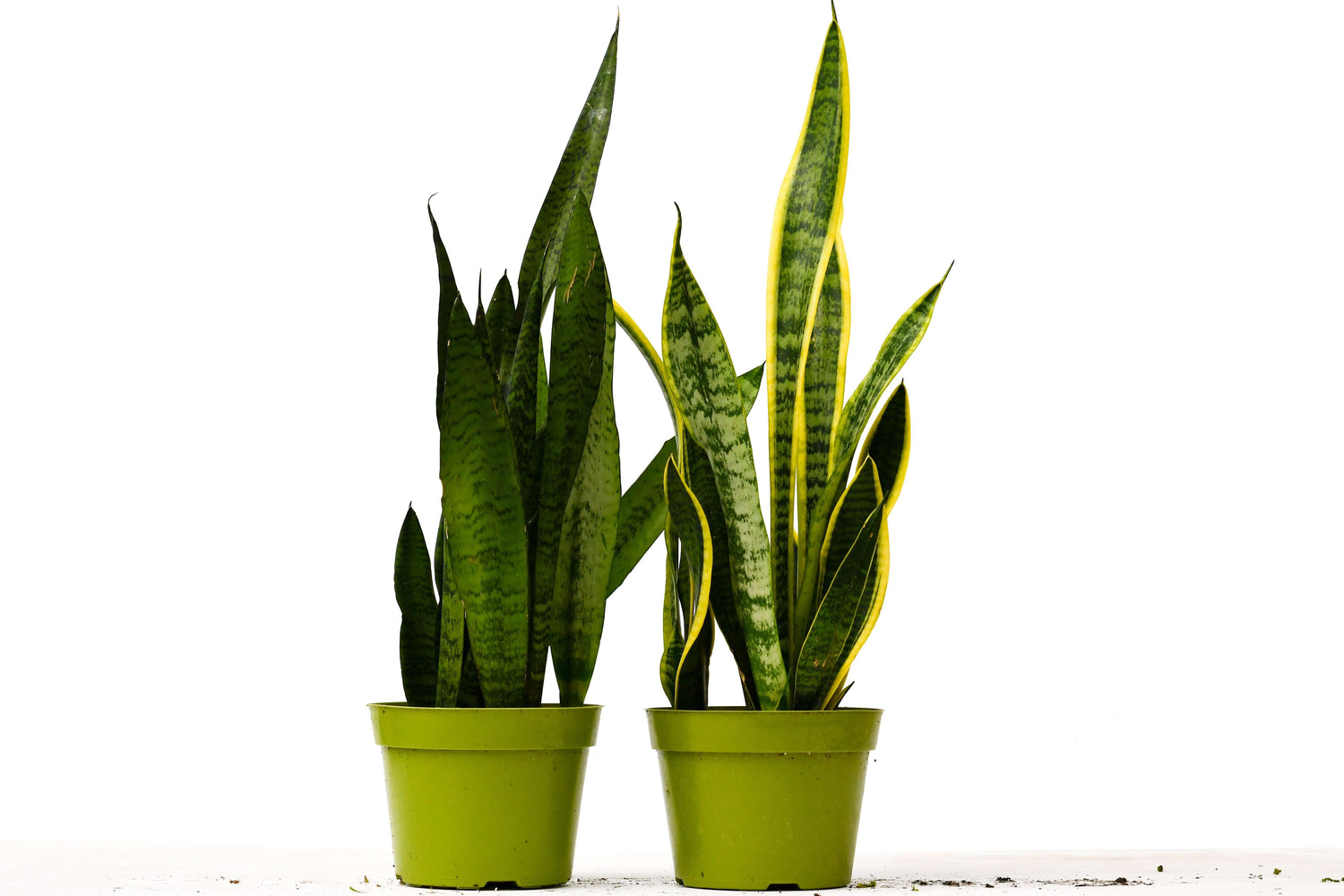 2 Snake (Sansevieria) Plant Variety Pack - 6" Pot Indoor Plant at All About Planties