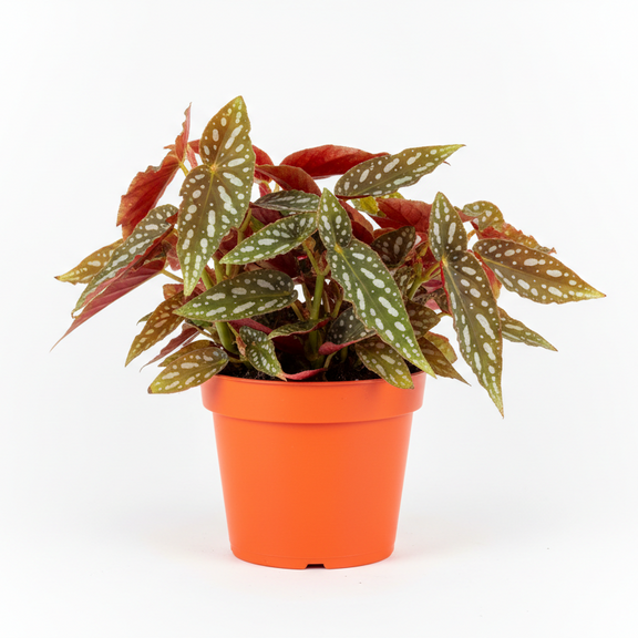 Begonia Maculata polka dot begonia with silver spots in orange nursery pot on white background"