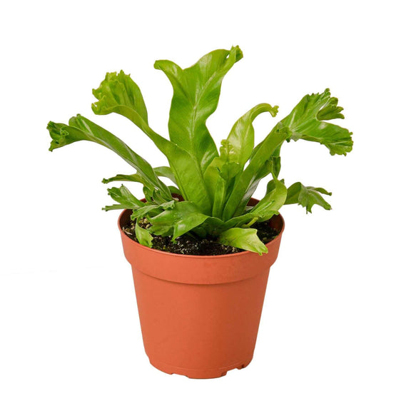 bird's nest fern safe for pets Pet-Friendly Houseplant Bundle