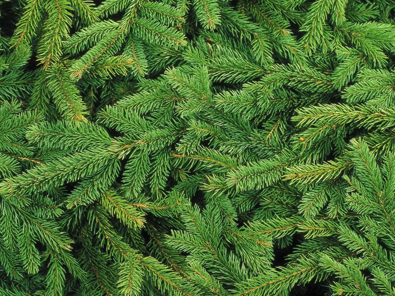 PINE TREE BACKGROUND | ALL ABOUT PLANTIES