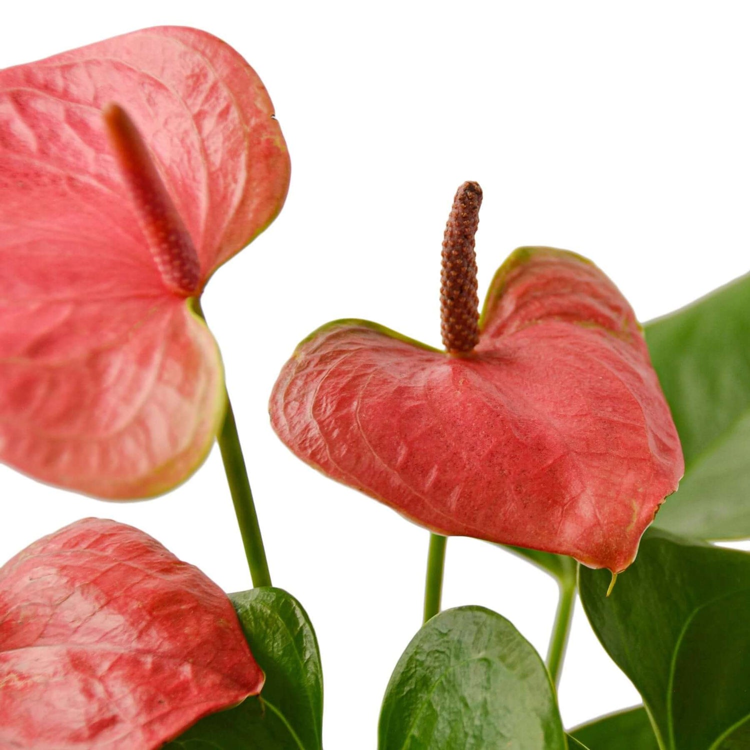 pink anthuriums Anthurium 'Pink' 6" Pot