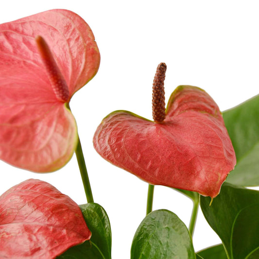 Anthurium 'Rosa' 