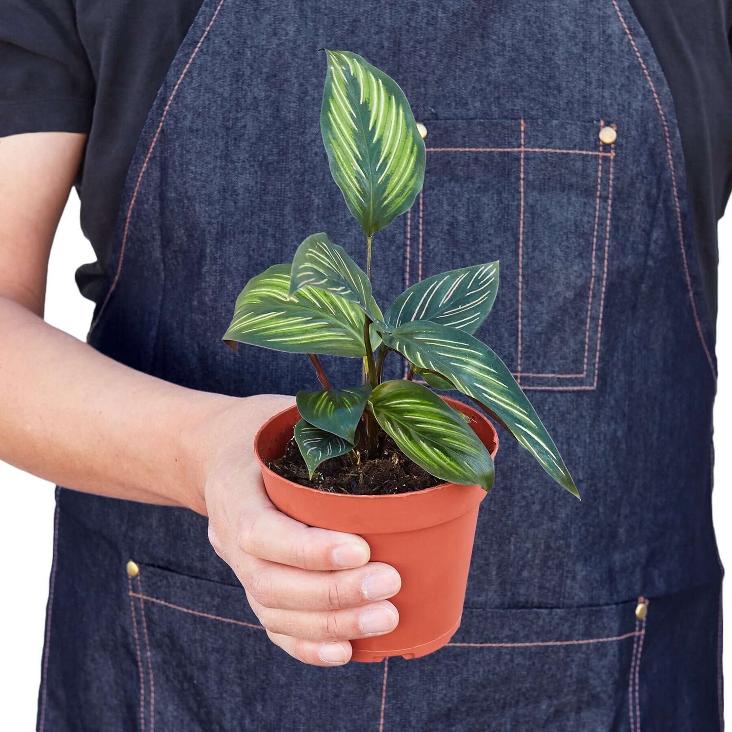 person holding a calathea beauty star plant