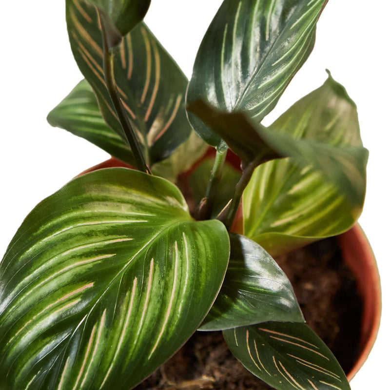 close up of calathea beauty star