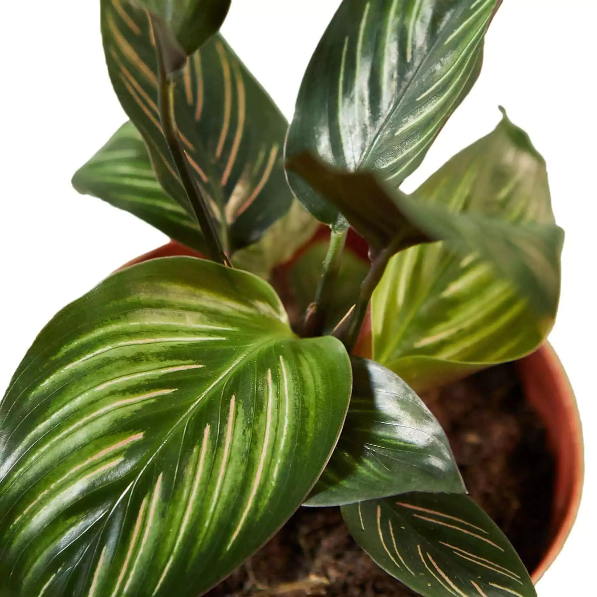 Close up of Calathea beauty star leaves| House plant | All About Planties