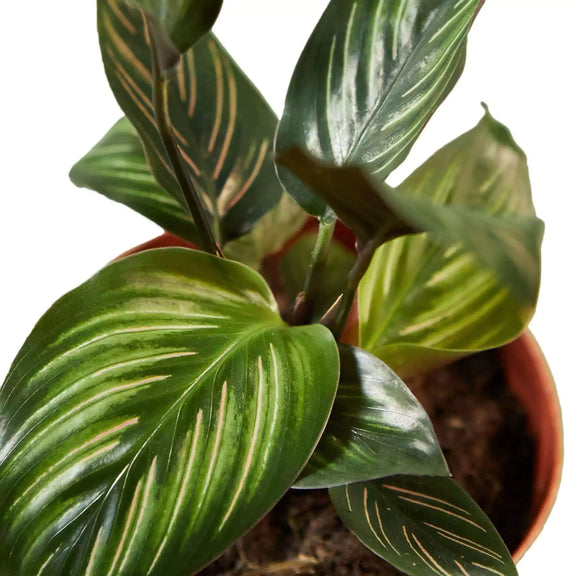 beauty star prayer plant Calathea Beauty Star