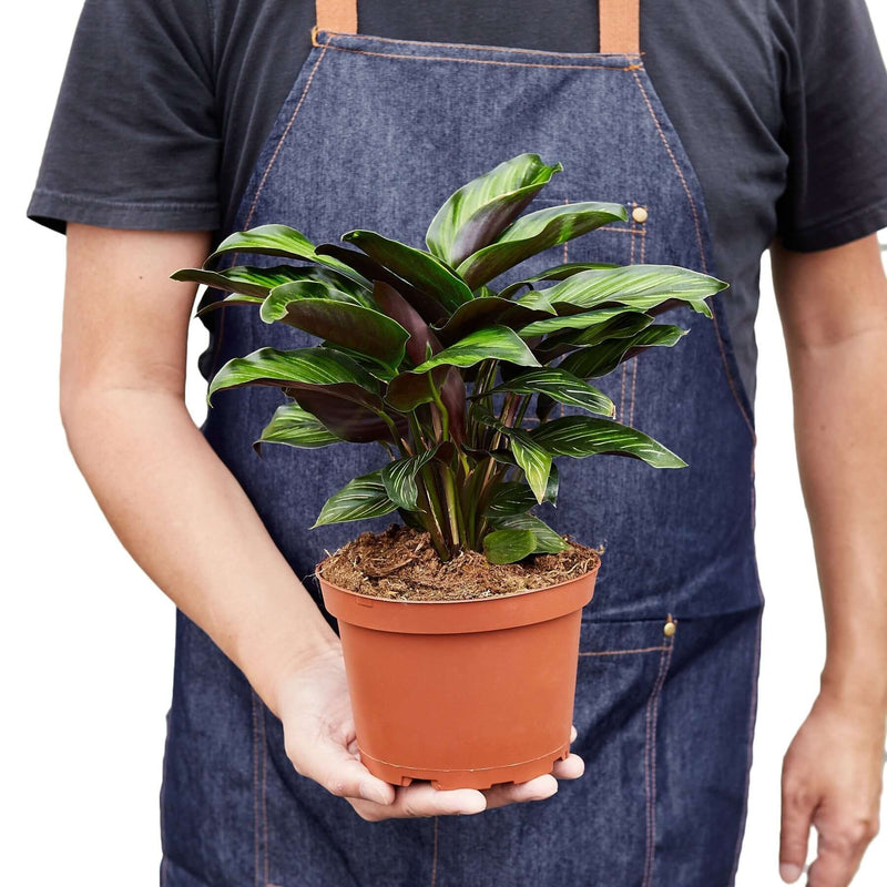 person holding a calathea beauty star plant