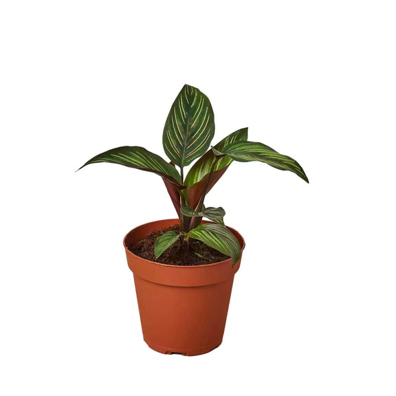 star nursery house plants Calathea 'Beauty Star' - Pink & White Striped Pet Safe Plant