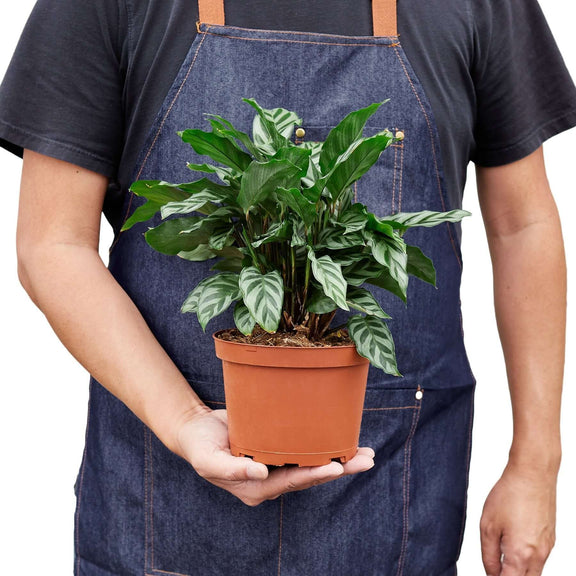 Person holding a beautiful calathea freddie plant