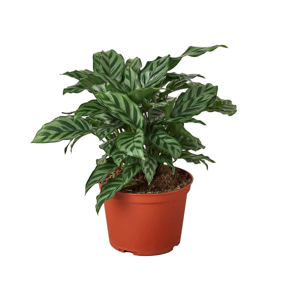 calathea freddie medium plant in a pot