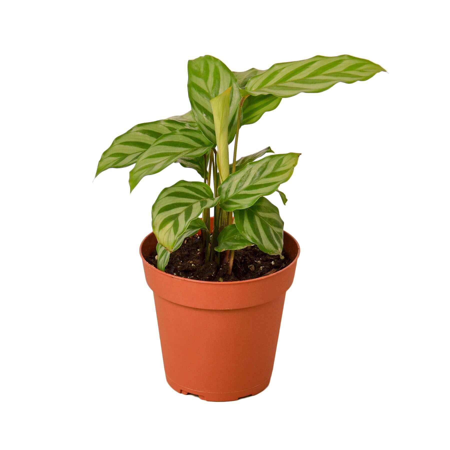 Calathea 'Freddie' - Compact Striped Pet Safe Plant