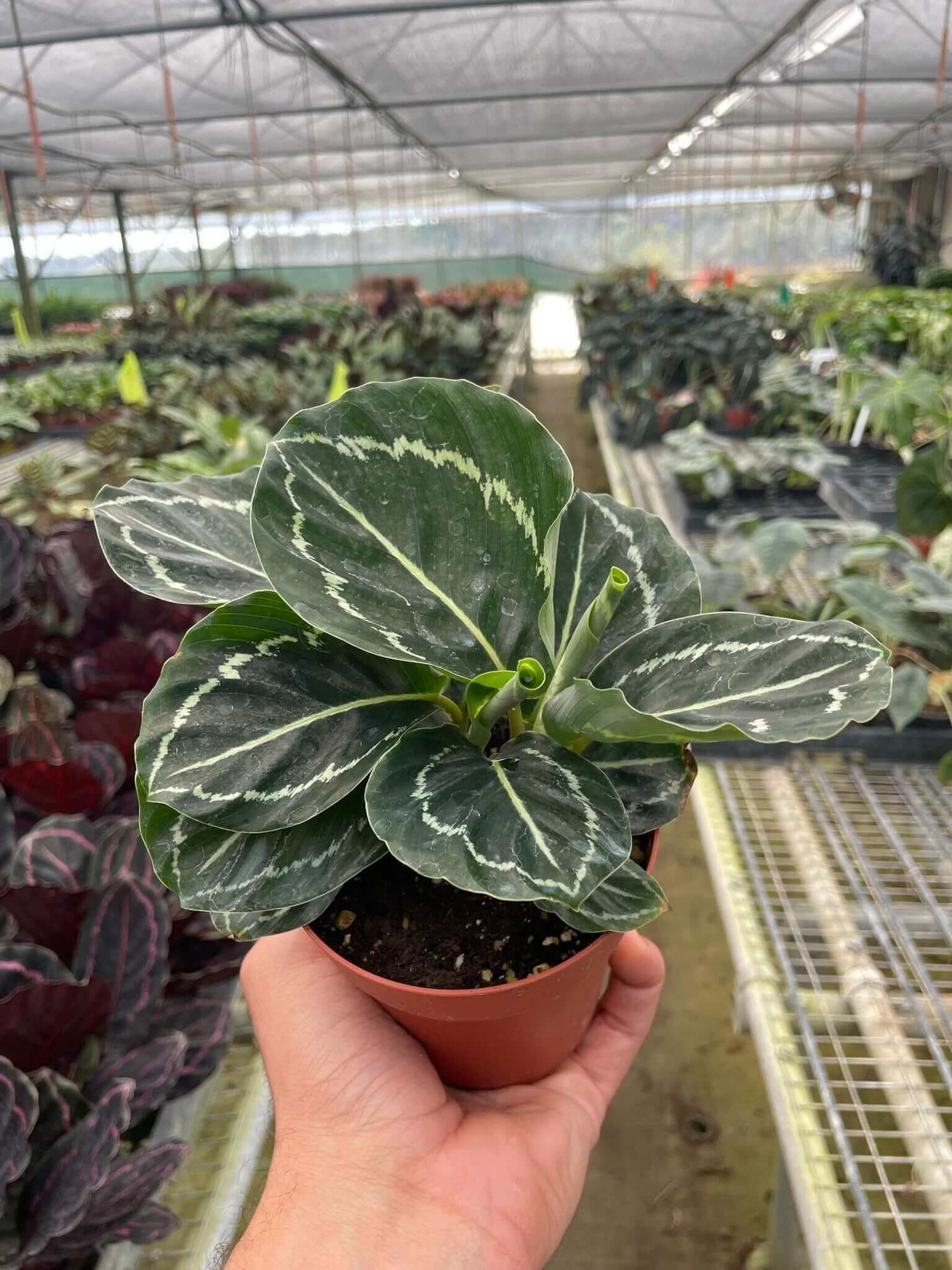 person holding a calathea green goddess