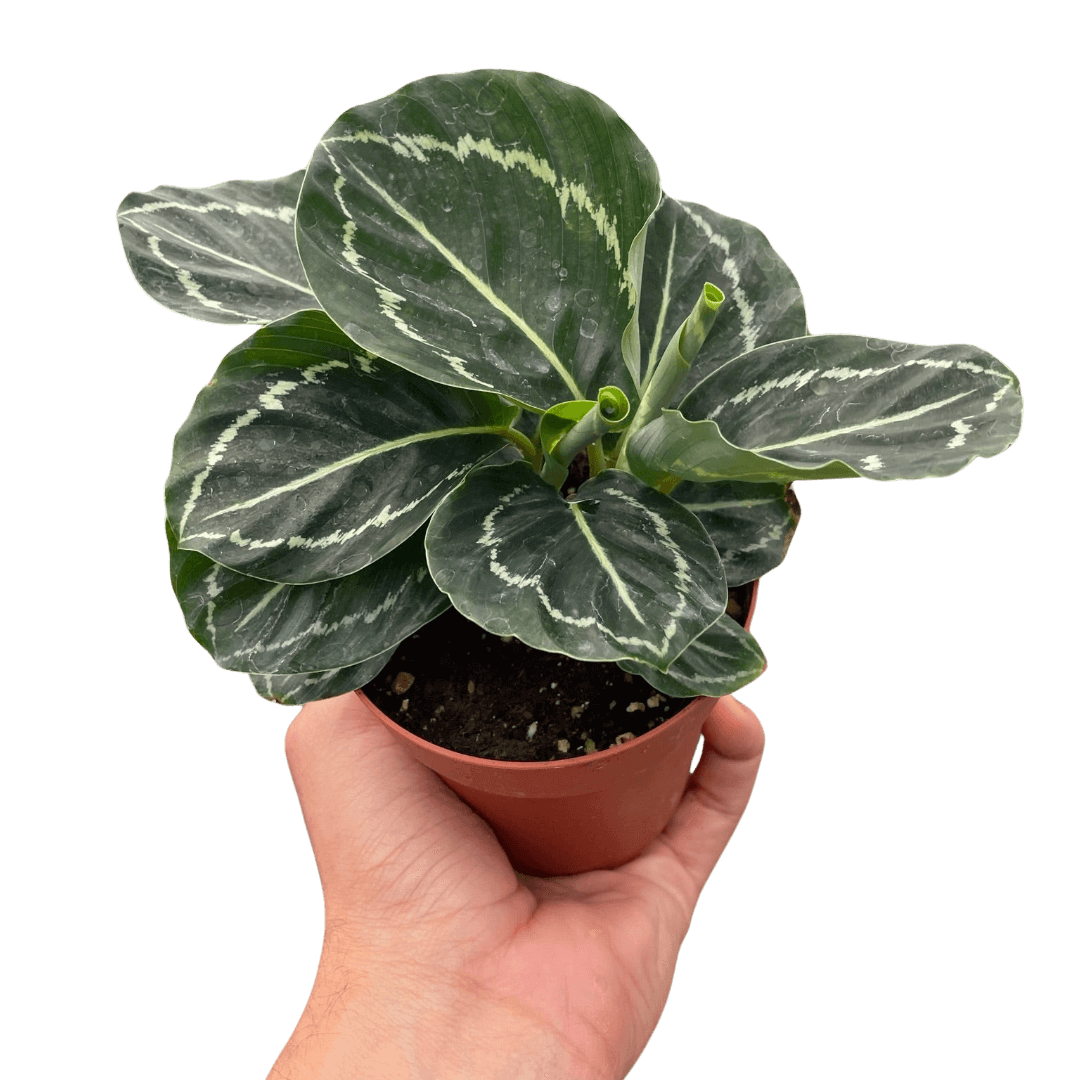 calathea-green-goddess-plant