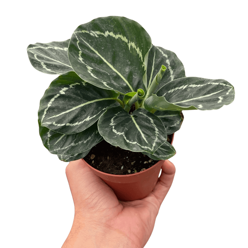 calathea-green-goddess-plant