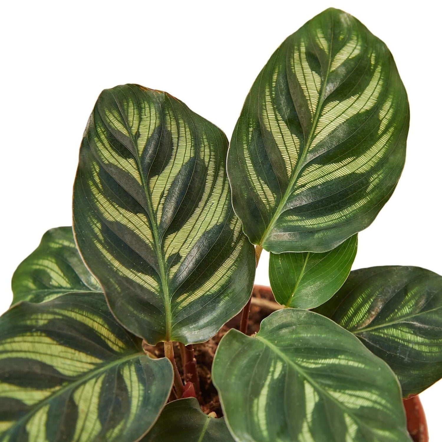 close up of calathea-makoyana leaves