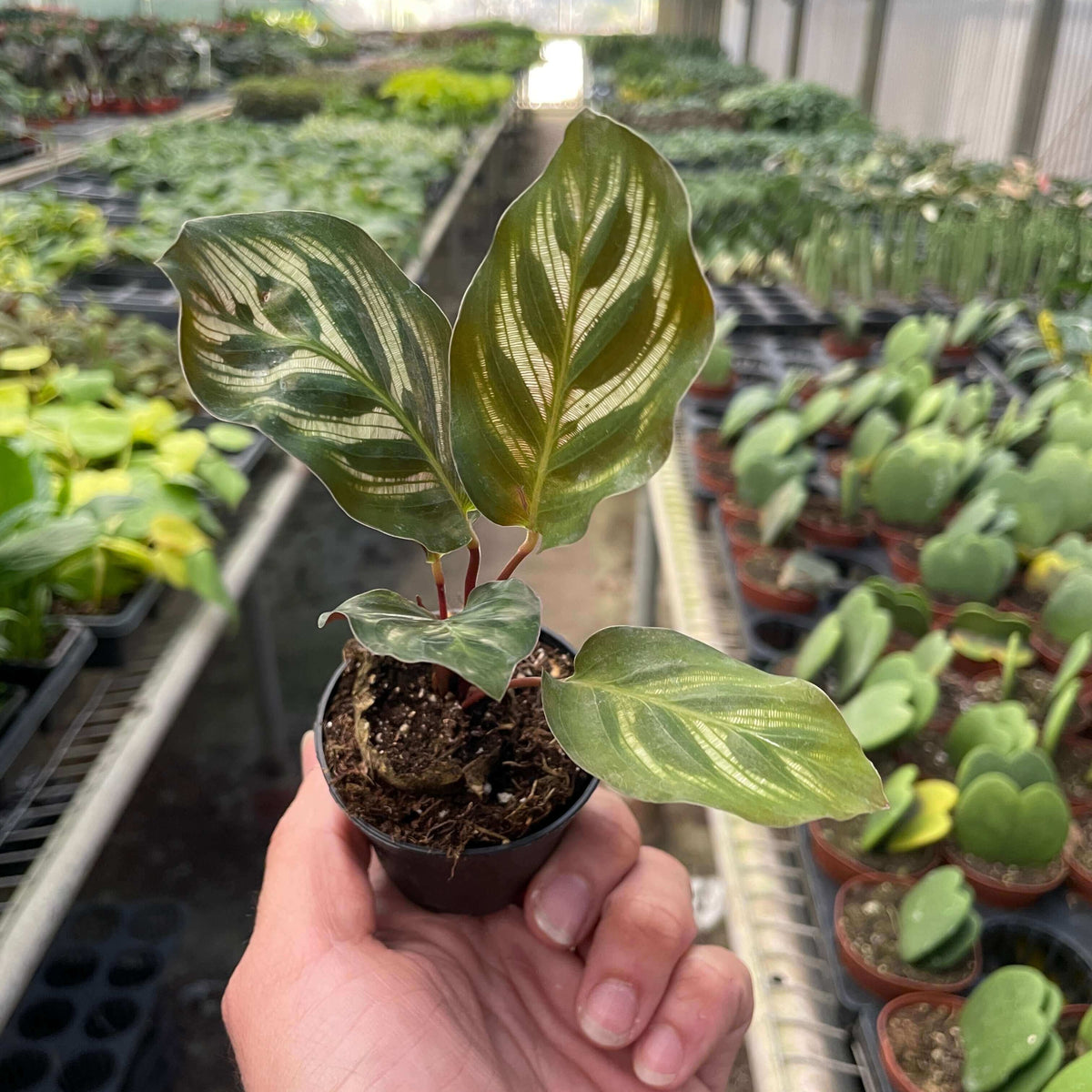 calathea makoyana in a nursery