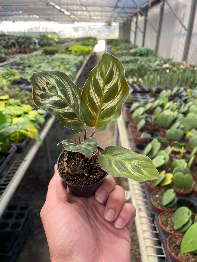 calathea makoyana in a nursery