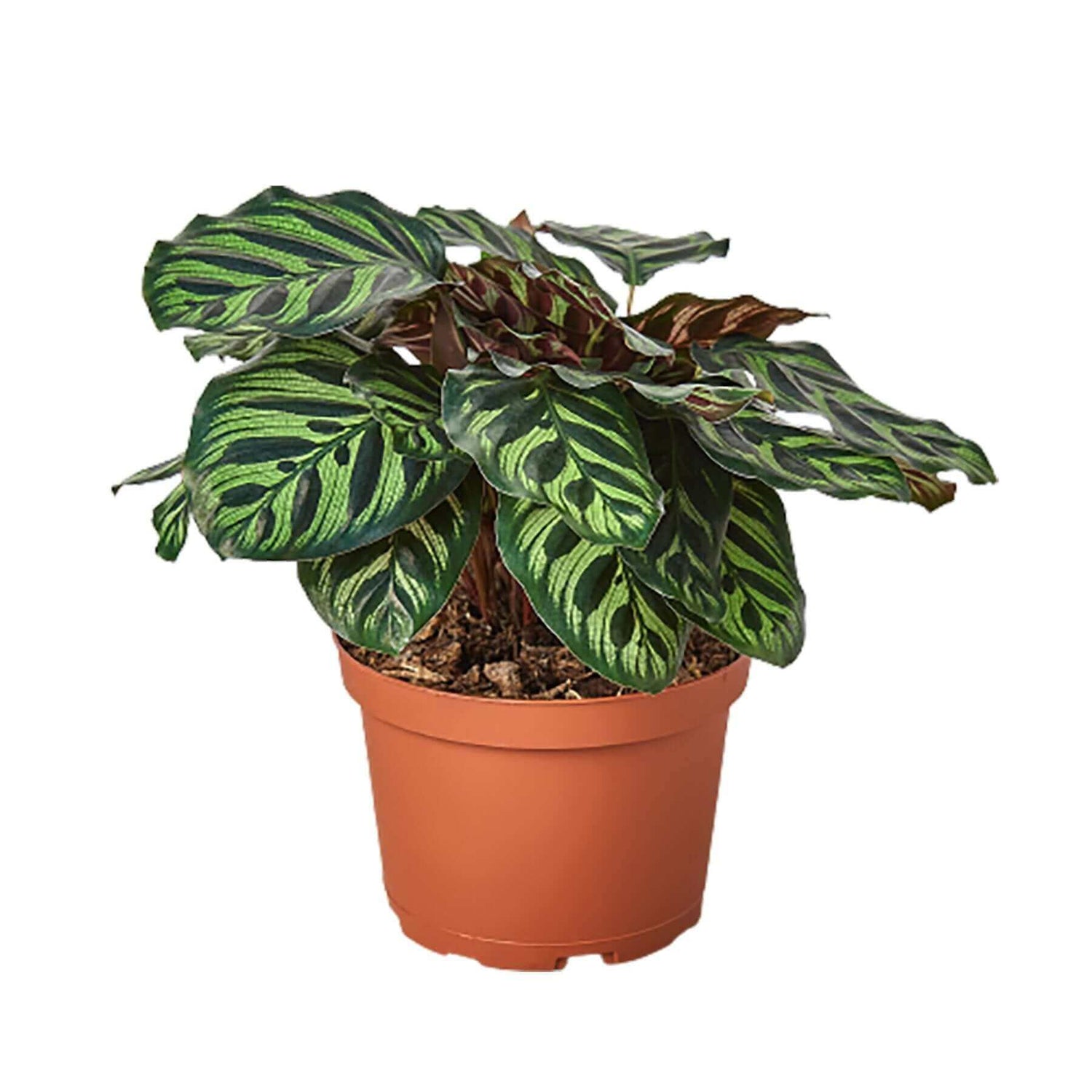 concinna prayer plant Calathea 'Freddie' - Compact Striped Pet Safe Plant