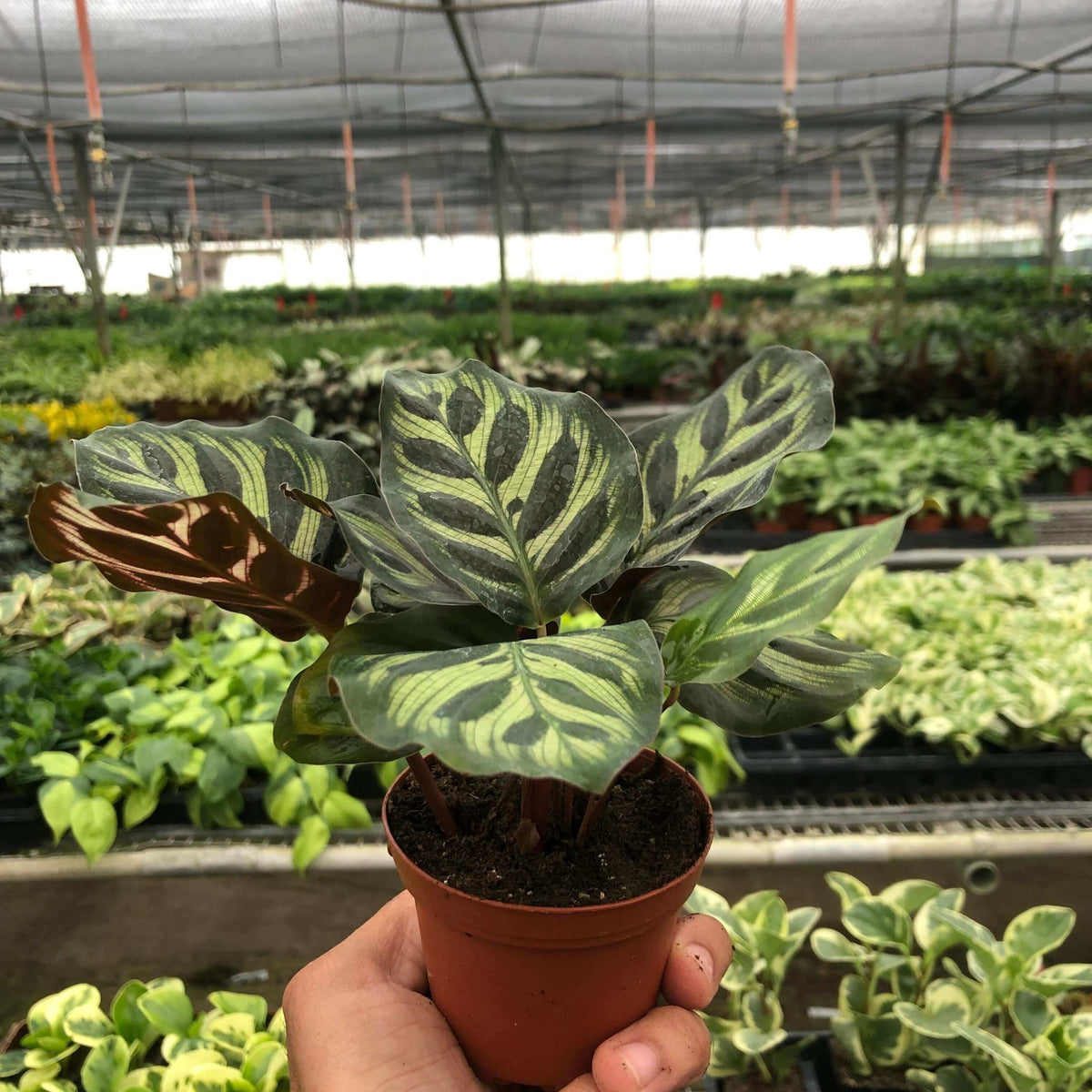holding a calathea makoyana plant in a nursery