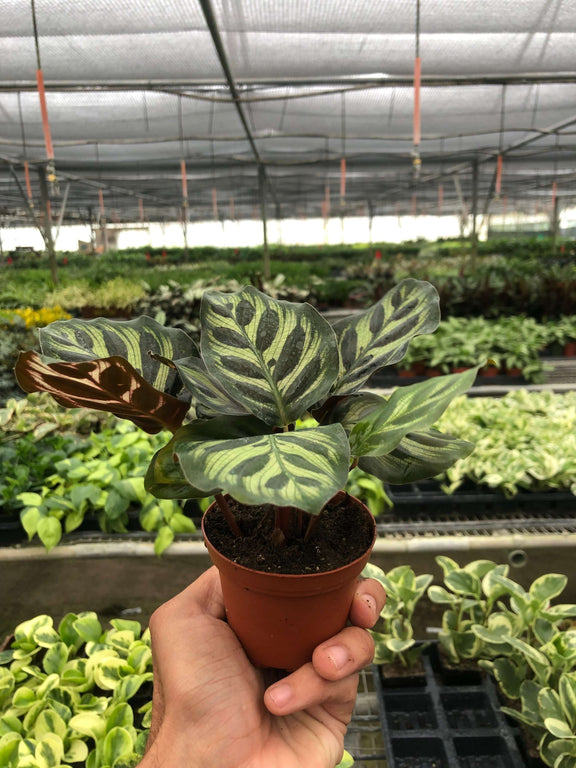 holding a calathea makoyana plant in a nursery