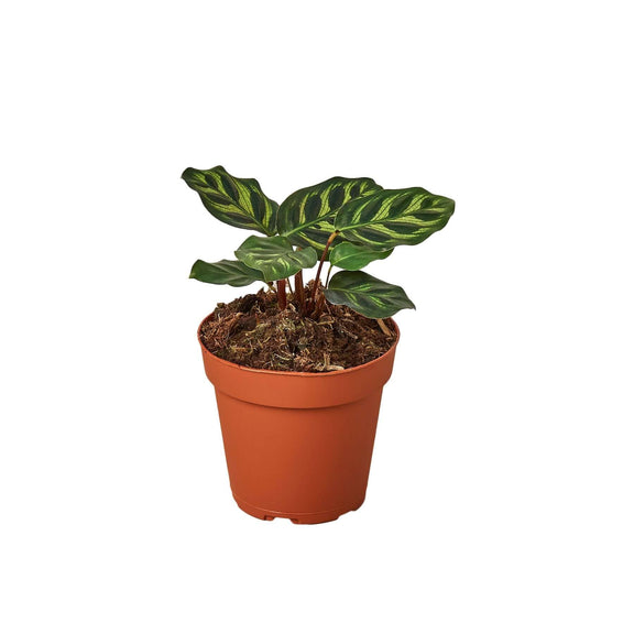 calathea makoyana plant in a pot