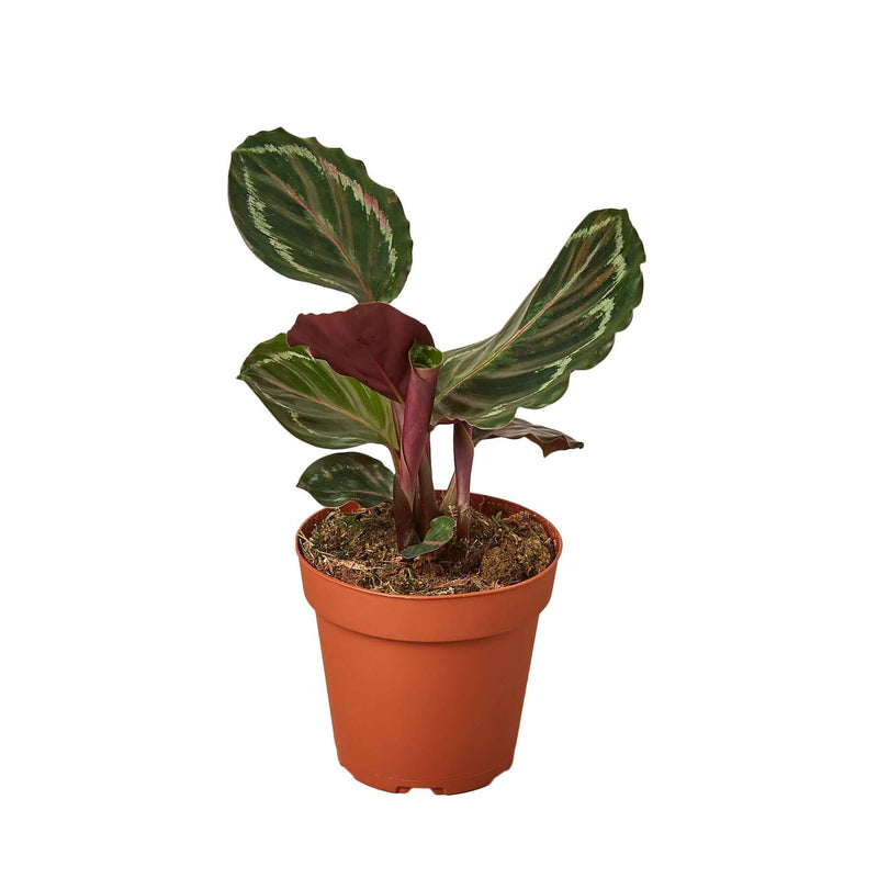 calathea-medallion in plant pot