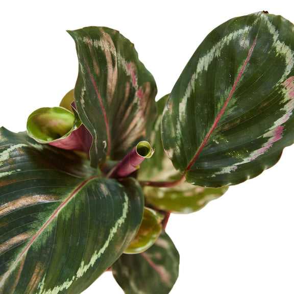 calathea-medallion leaves close up