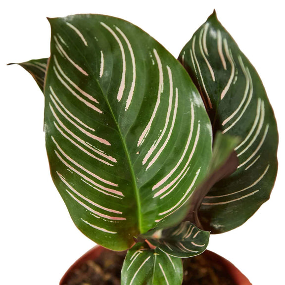 house plants calathea Calathea Ornata - Pinstripe Prayer Plant