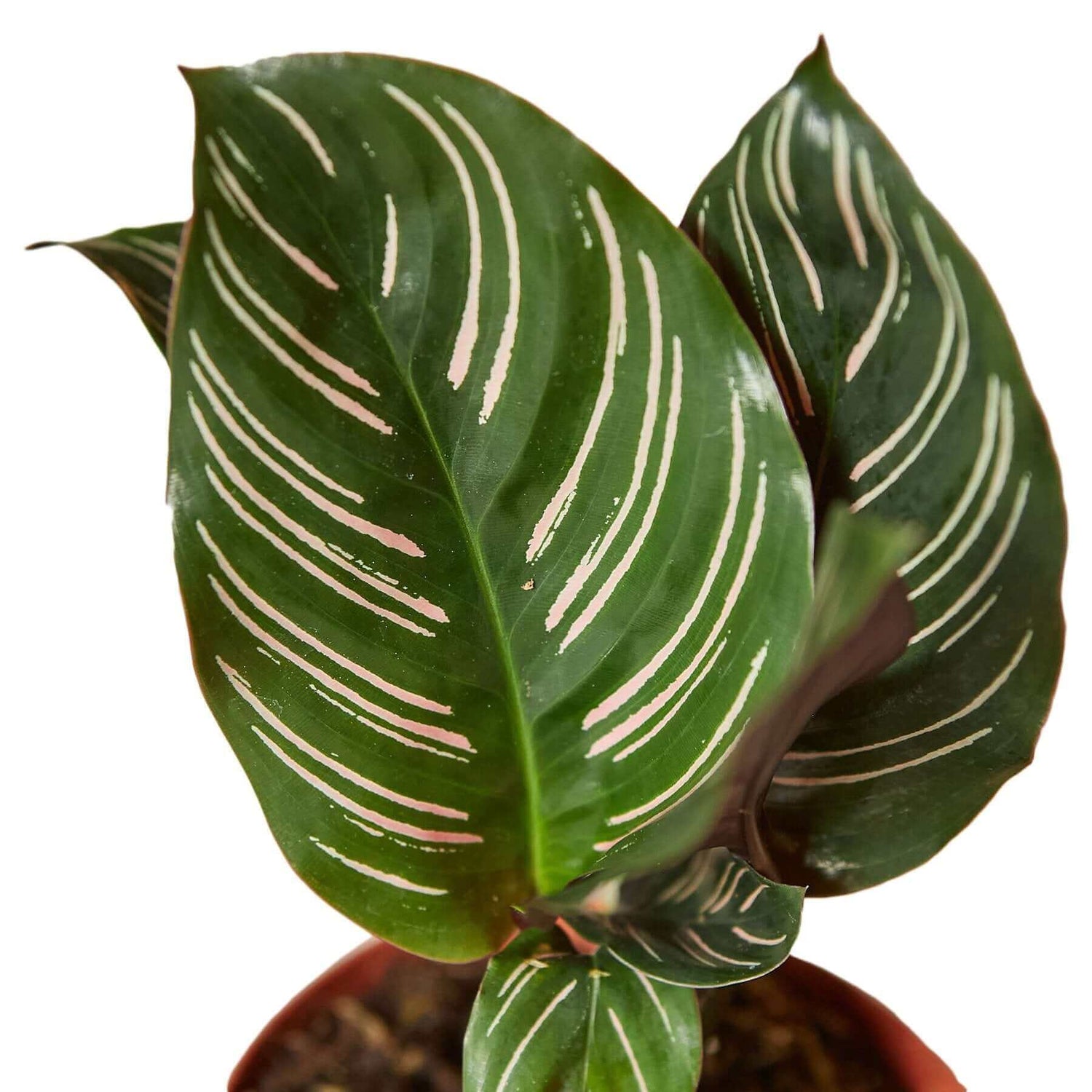 Close up of calathea ornata