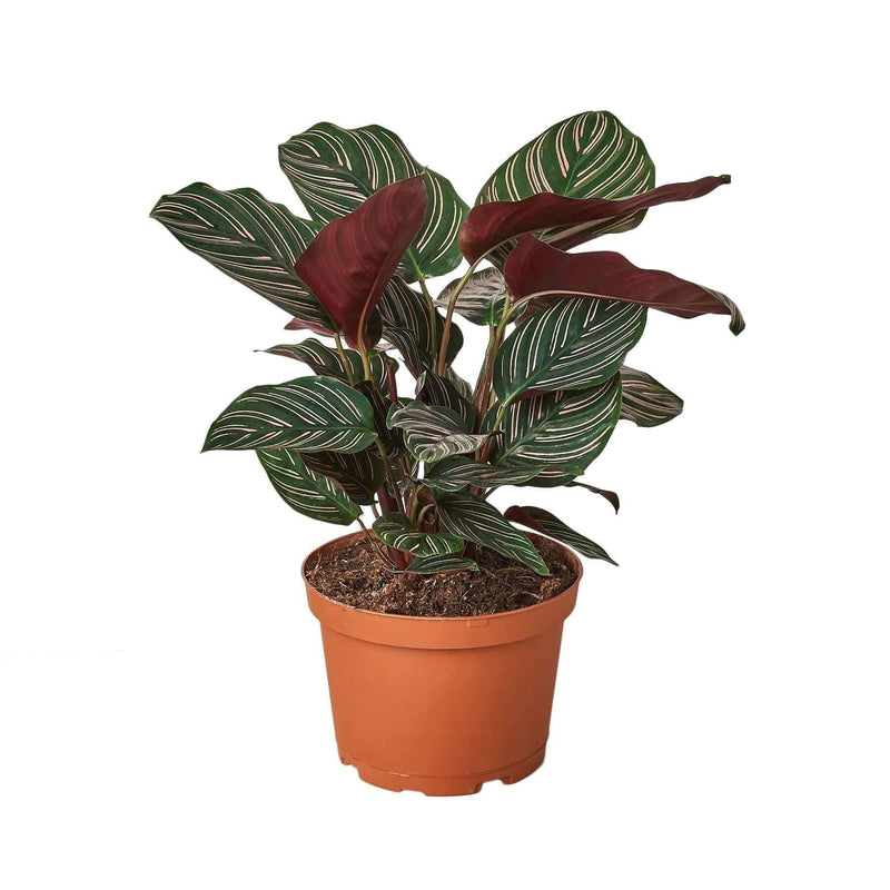 calathea ornata plant in a pot