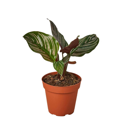 calathea ornata small plant potted from All About Planties™