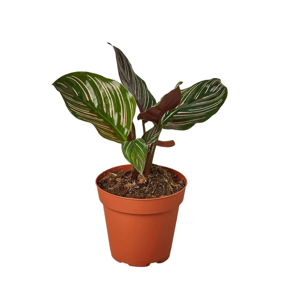 calathea ornata small plant potted