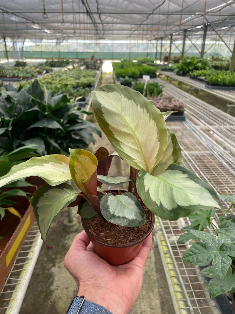 person holding a calathea-picturata in a nursery