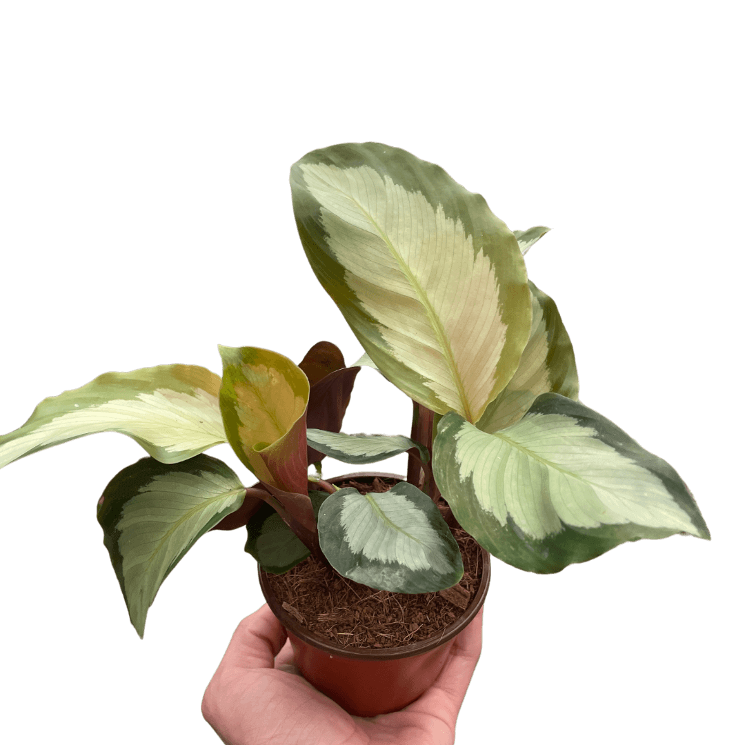 calathea picturata plant in a pot by All About Planties™