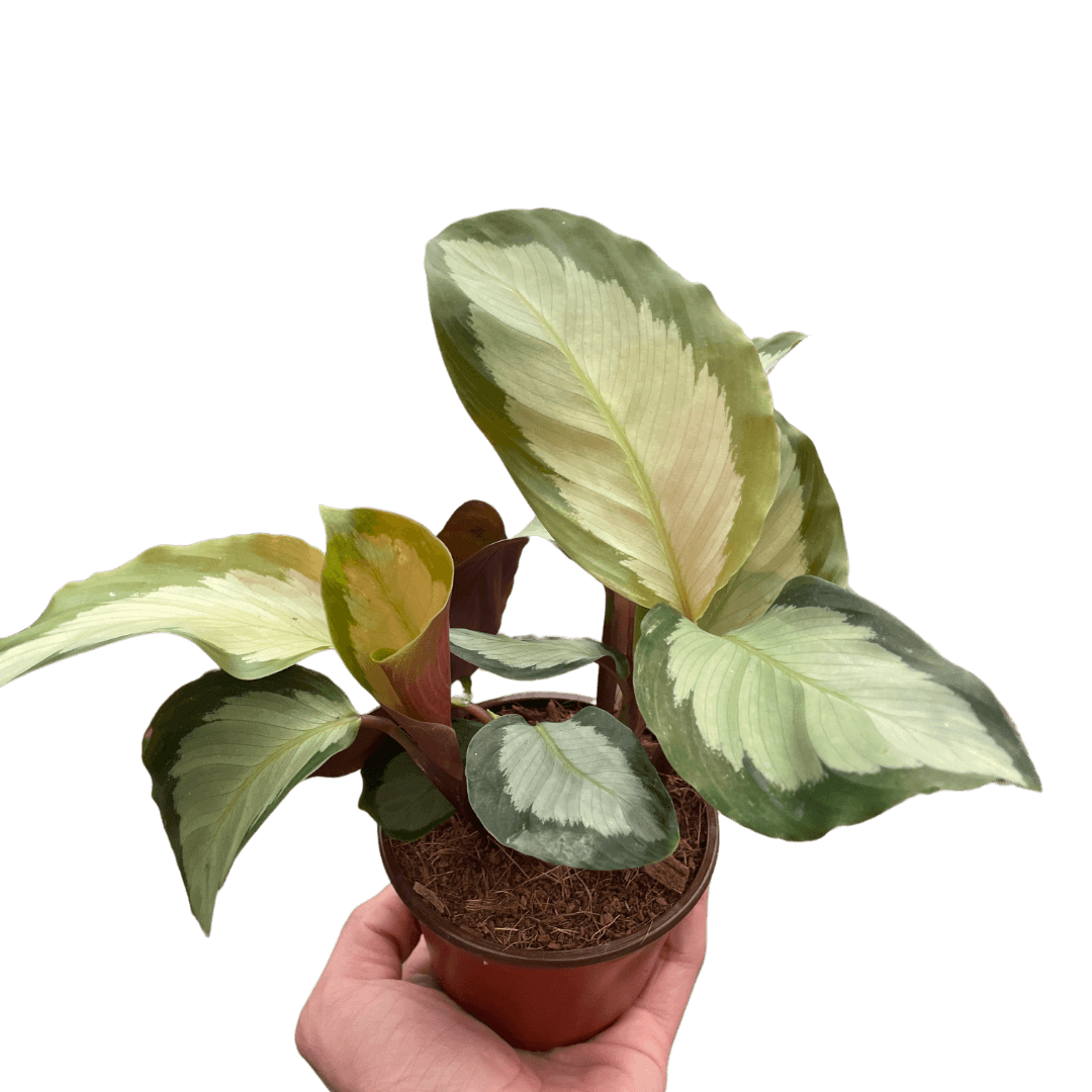 calathea picturata plant in a pot