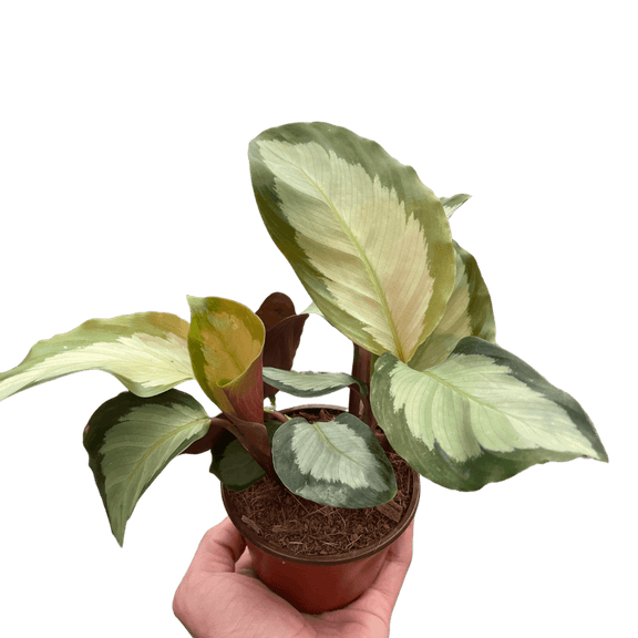 calathea picturata plant in a pot