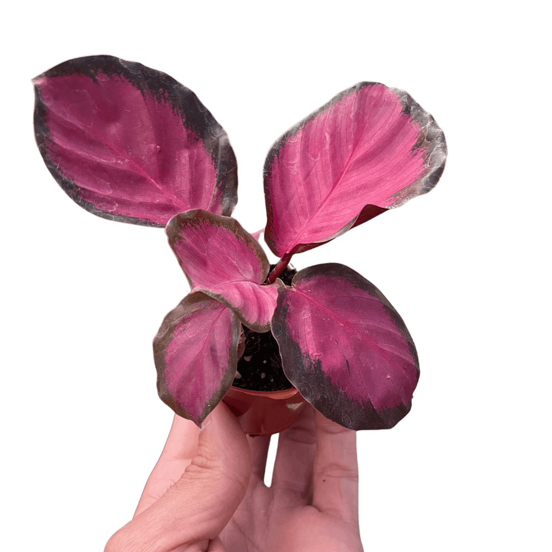 calathea purple rose plant