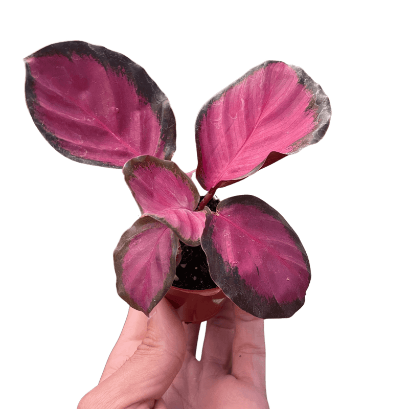 calathea purple rose plant