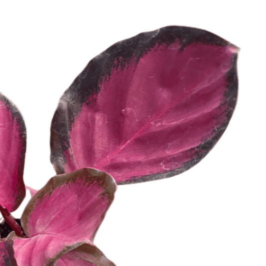 Closeup of leave of a calathea-purple-rose-plant by All About Planties™