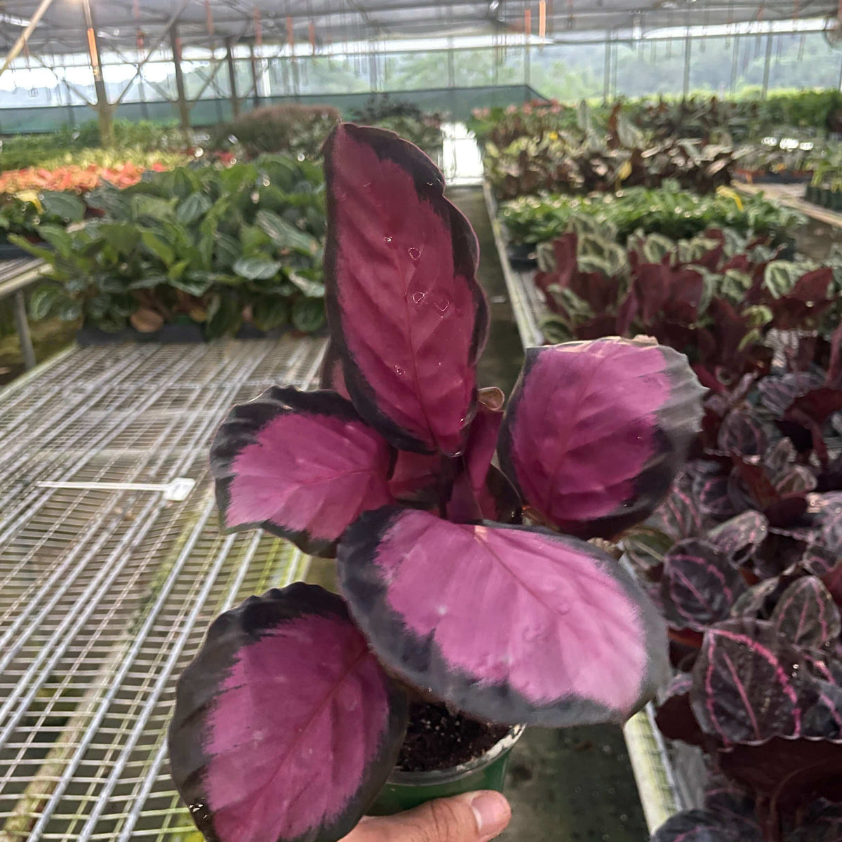 calathea-purple-rose-plant in a nursery by All About Planties™