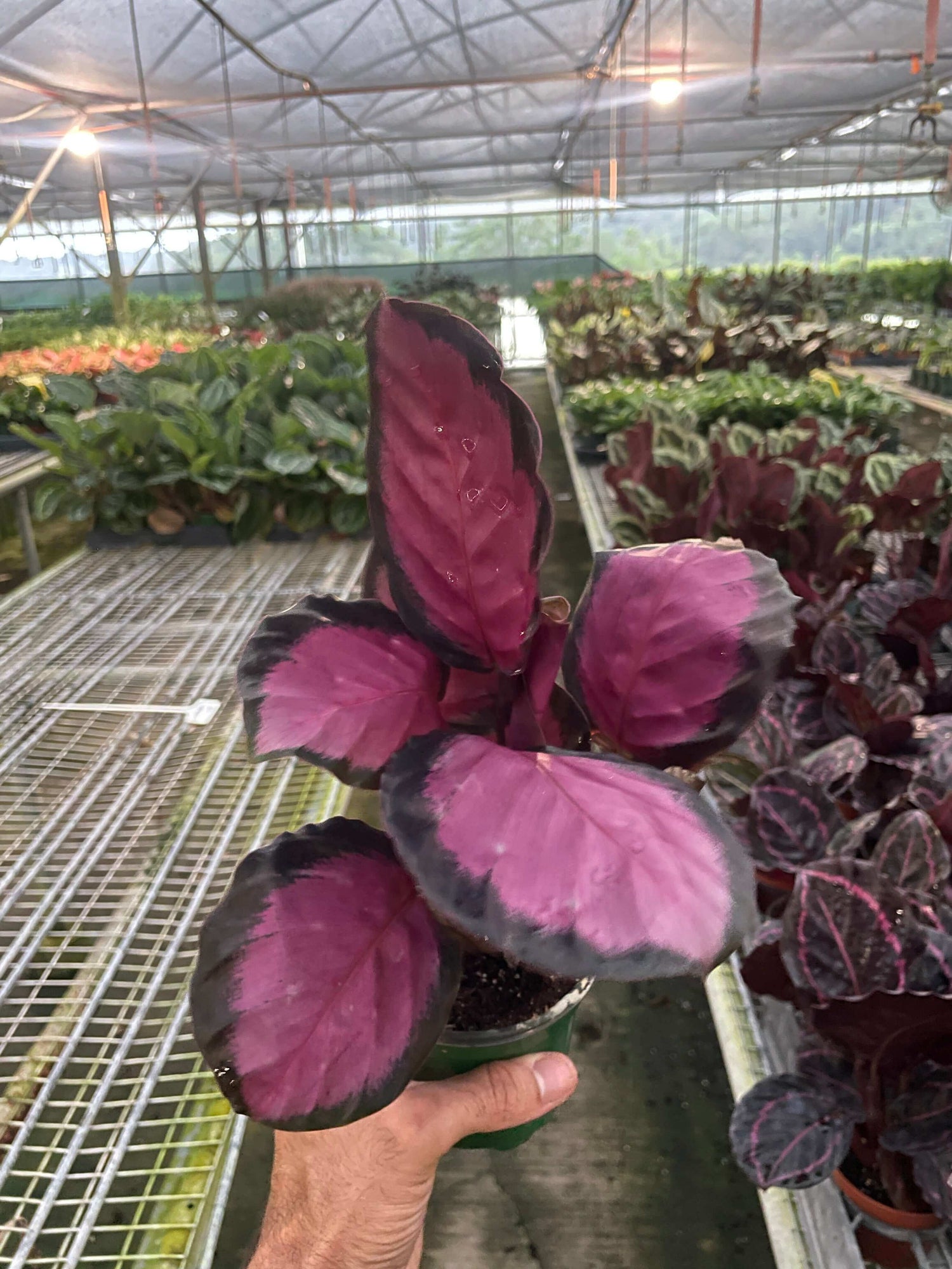 calathea-purple-rose-plant in a nursery by All About Planties™