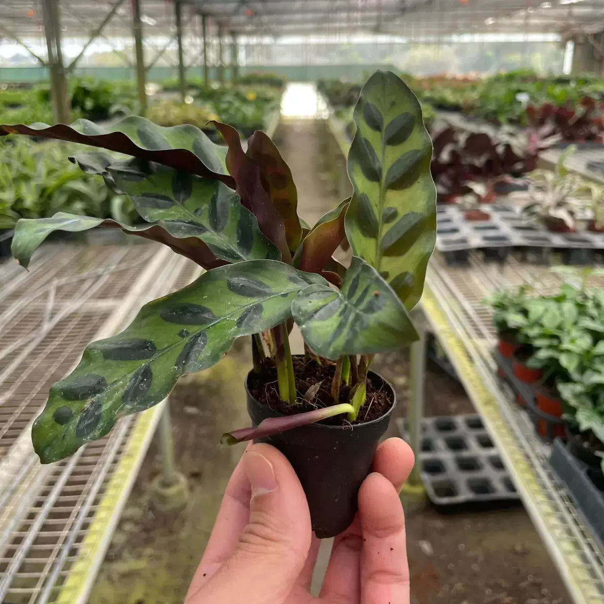 calathea rattlesnake in a 2inch nursery pot| Houseplant | All About Planties