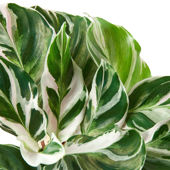 close up of calathea-white-fusion plant