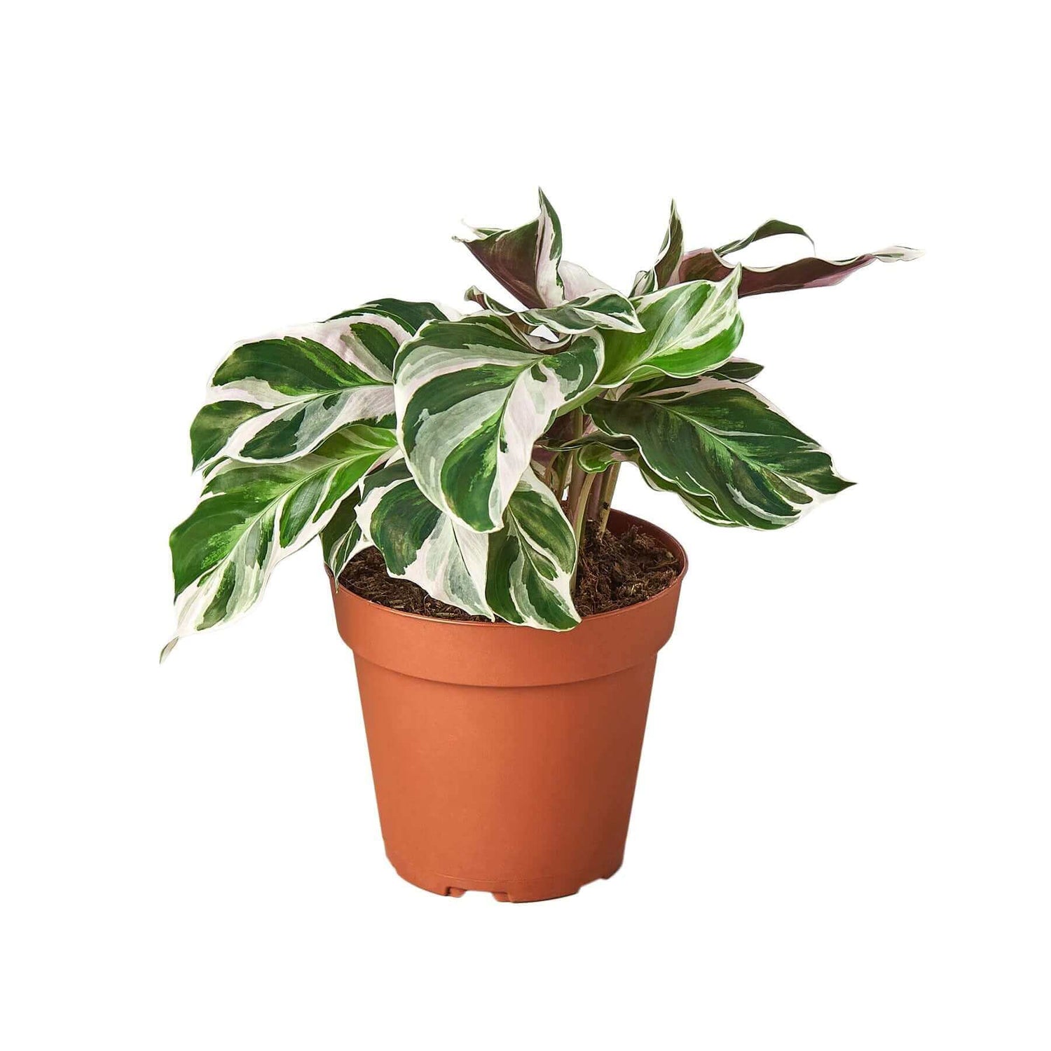 calathea white fusion plant potted