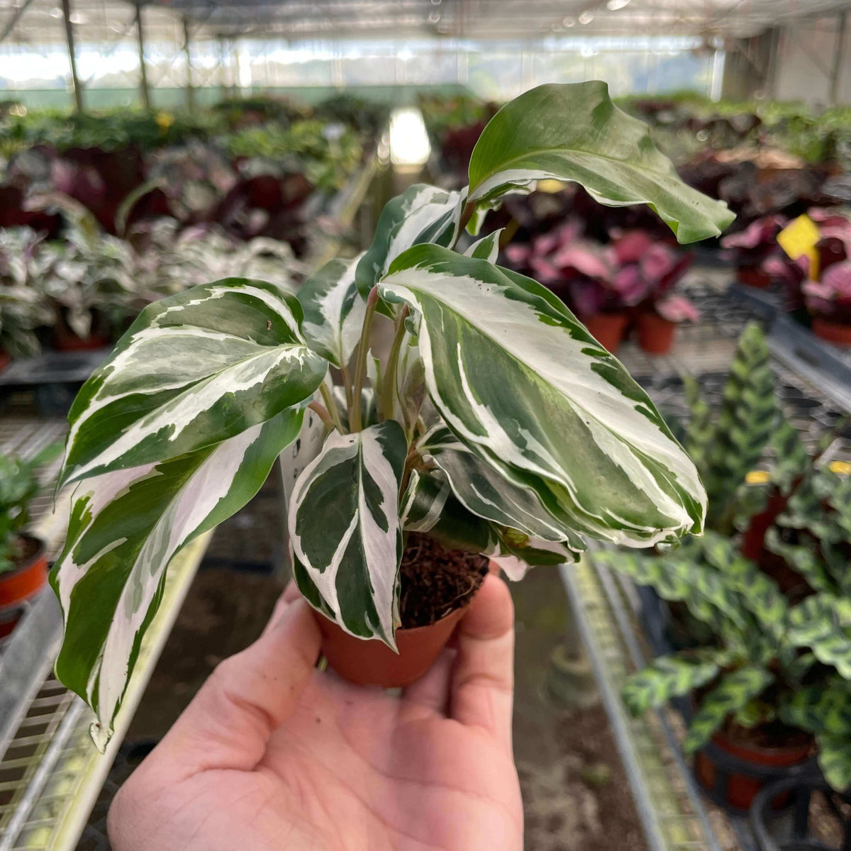 person holding a calathea-white-fusion plant