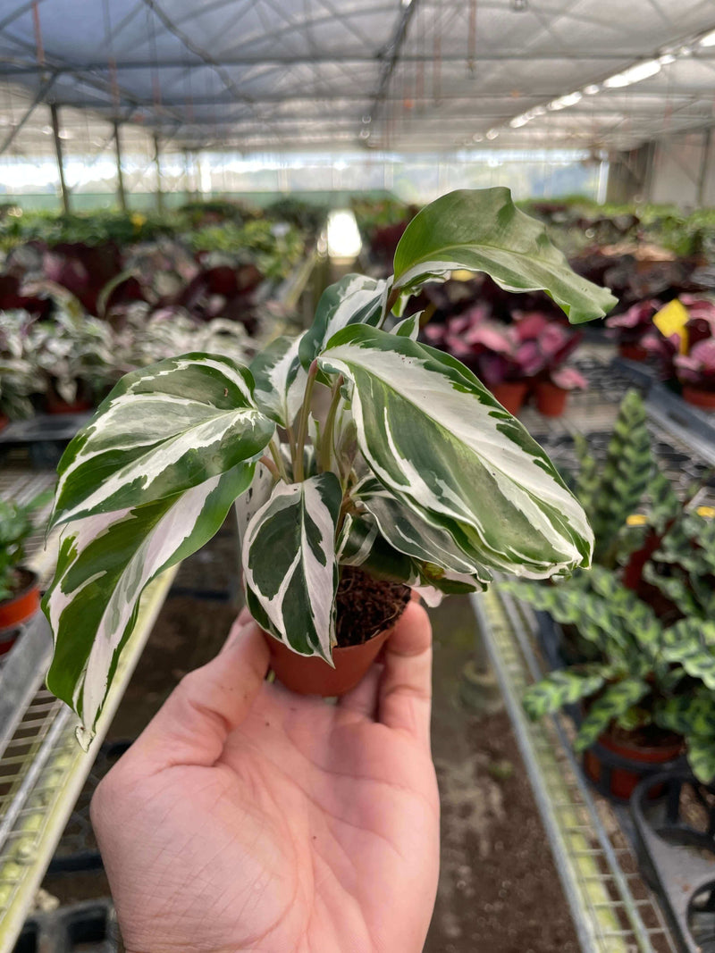 person holding a calathea-white-fusion plant