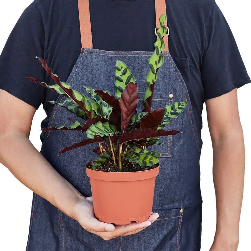 person holding a calathea rattlesnake plant potted