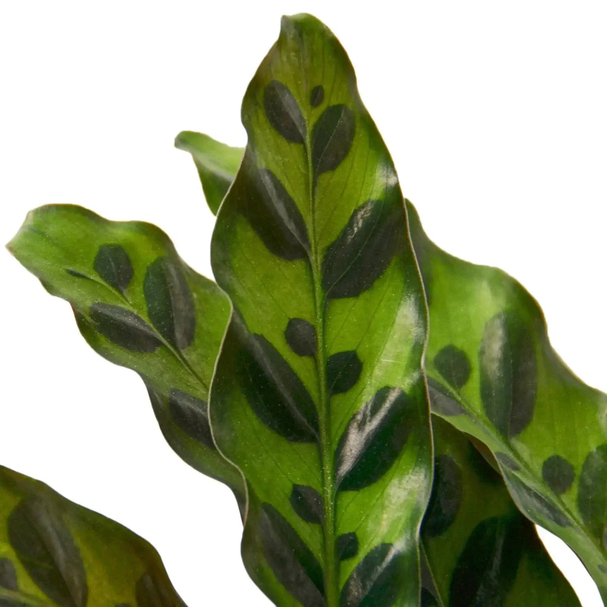 Close up of calathea rattlesnake leaves | Houseplant | All About Planties