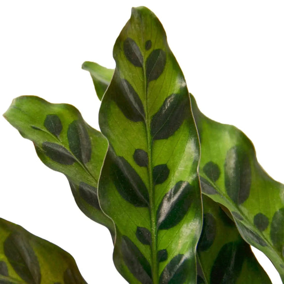 Close up of calathea rattlesnake leaves | Houseplant | All About Planties