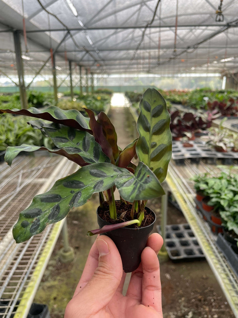 calathea rattlesnake in a nursery pot